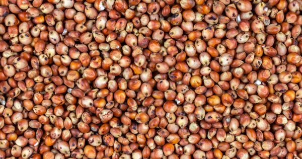 RED SORGHUM