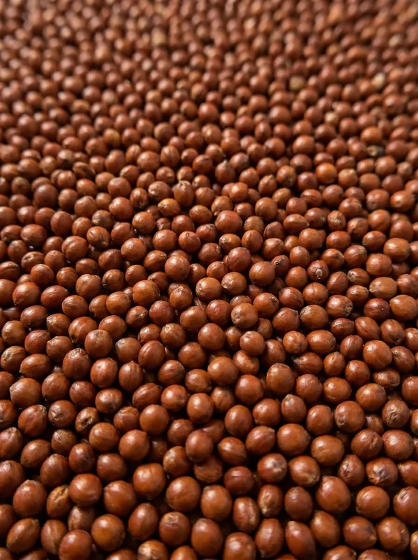 RED SORGHUM  - High-energy red sorghum grains rich in nutrients, ideal for commercial poultry feed formulations, bird seed mixes, and livestock nutrition. (SEEDVAL B2B Wholesale)