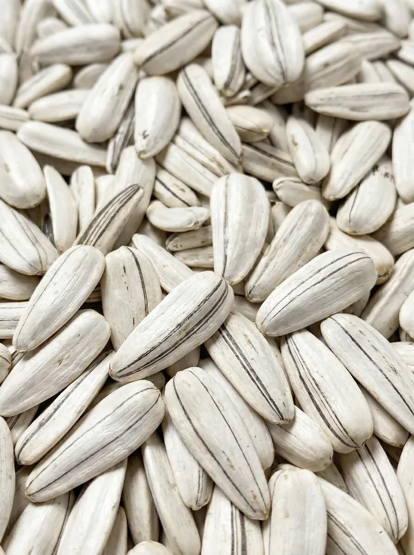 CONFECTIONERY SUNFLOWER - Large-caliber black, white, and striped seeds selected for commercial roasting, salting, gourmet snacks, and retail packaging. (SEEDVAL B2B Wholesale)